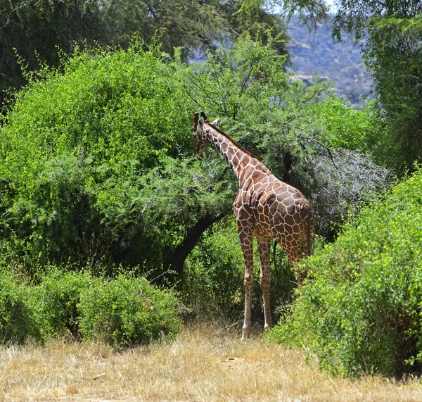 Girafas africanas — Fotografia de Stock