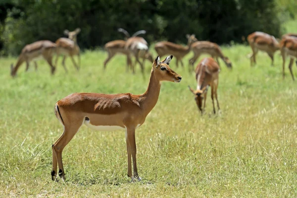 Impala gazzella — Foto Stock