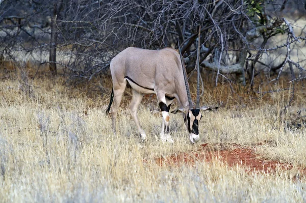 Oryx gazella — Foto de Stock