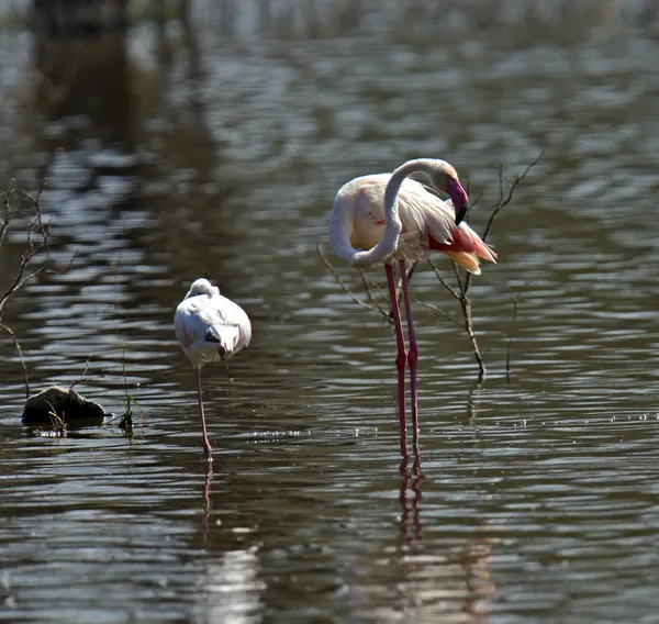 Flamants roses — Photo