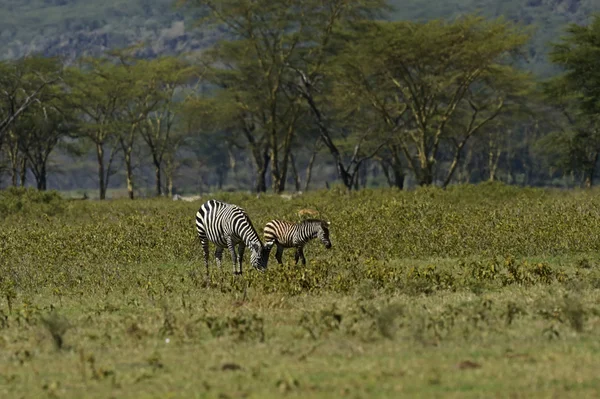 Afryki zebra — Zdjęcie stockowe