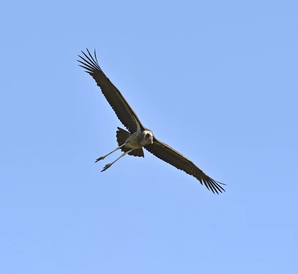 Marabou Stork — Stock Photo, Image