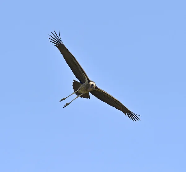 Marabou Cegonha — Fotografia de Stock