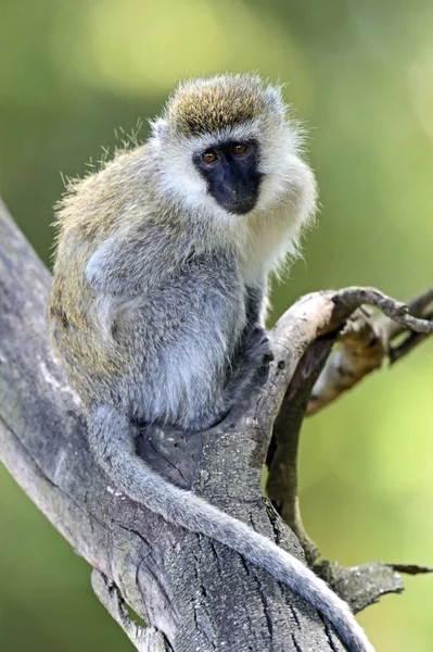 Macaco verde — Fotografia de Stock
