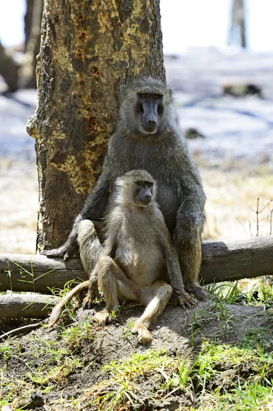 Baboon — Stock Photo, Image