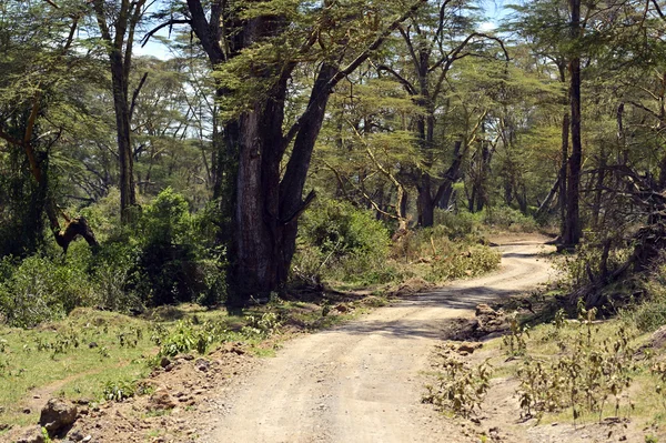 Bosque —  Fotos de Stock