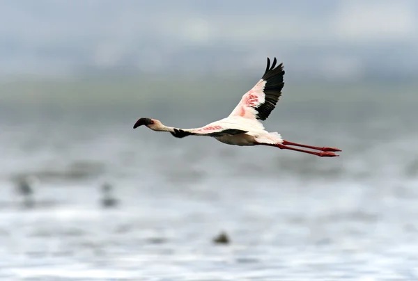 Flamingos — Stock Photo, Image