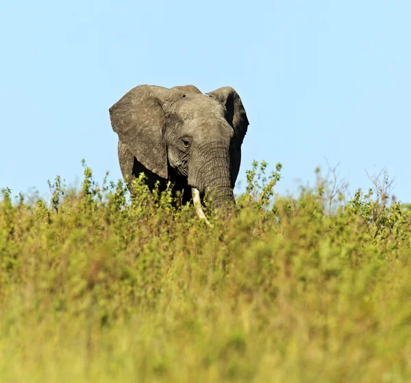 アフリカゾウ — ストック写真