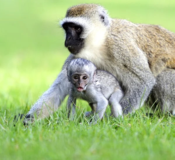 Macaco-de-vagem — Fotografia de Stock