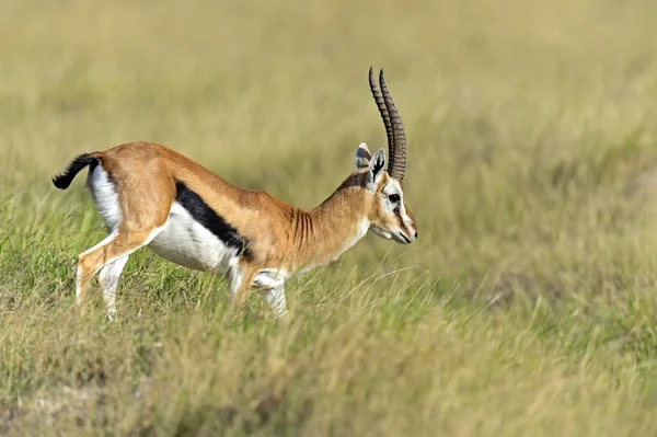 Verlenen van gazelle — Stockfoto