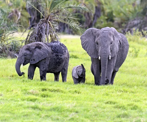 African elephants — Stock Photo, Image