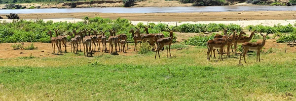 Gacela impala — Foto de Stock