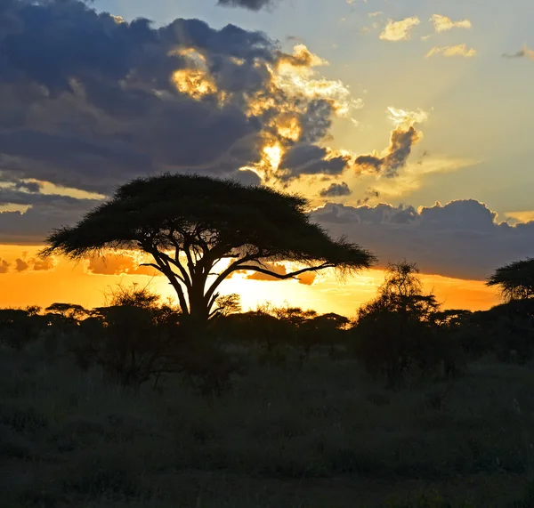 Afrikanische Landschaft — Stockfoto