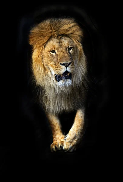 Lejon i en svepning — Stockfoto