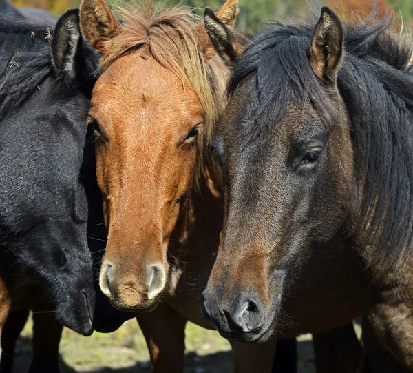 Caballo de Cárpatos en la granja —  Fotos de Stock