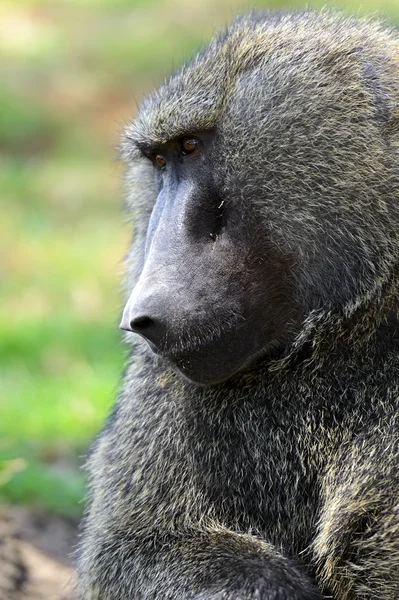 Baboon — Stock Photo, Image