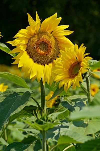 Vackra blommor i en sommar solros fält — Stockfoto