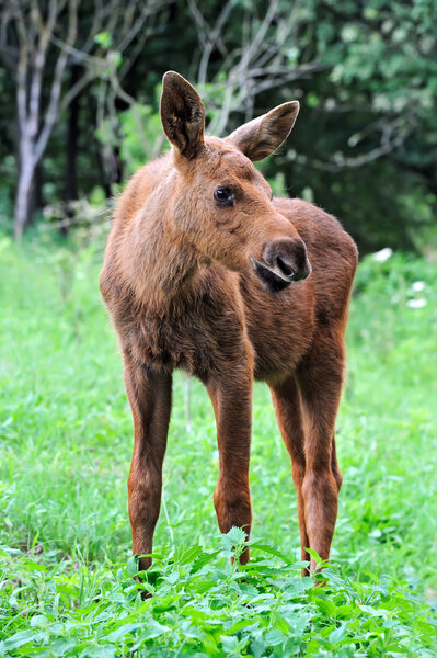 Moose