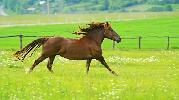 Pferd — Stockfoto