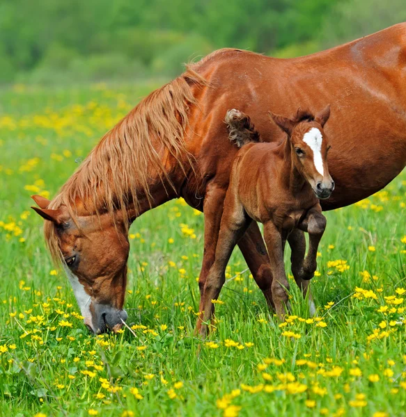 Cavallo con vitello al pascolo — Foto Stock