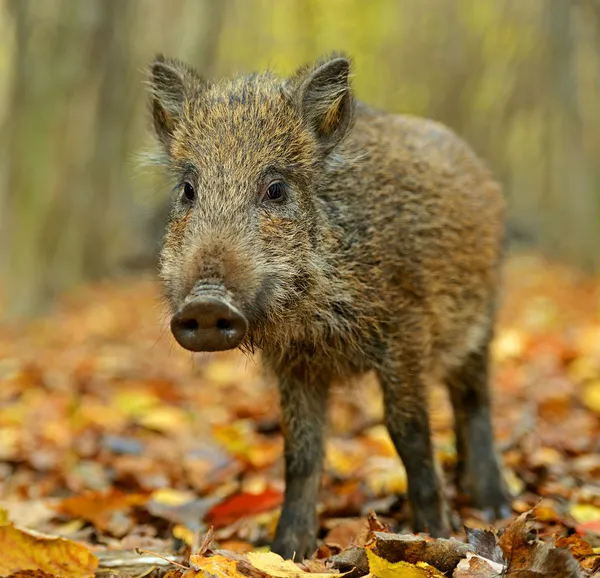 Wild boar in the forest in autumn Stock Image