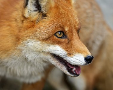 doğal yaşam alanı içinde Fox portre