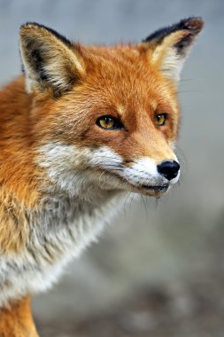 doğal yaşam alanı içinde Fox portre