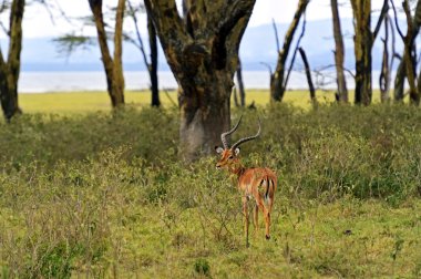 afrikanskfy ceylan Impala
