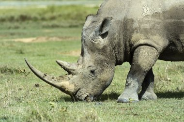 Beyaz rhino 