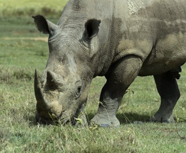 Beyaz rhino