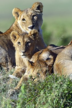 Aslanlar Masai Mara