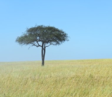 Masai Mara