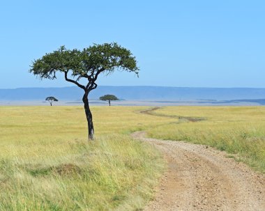 Masai Mara 