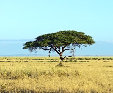 Amboseli Ulusal Parkı
