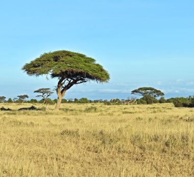Amboseli National Park clipart