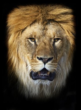 Aslan bir kefen içinde