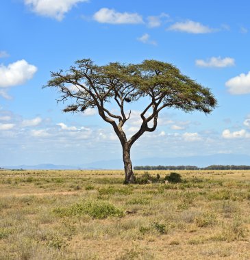 Amboseli Ulusal Parkı