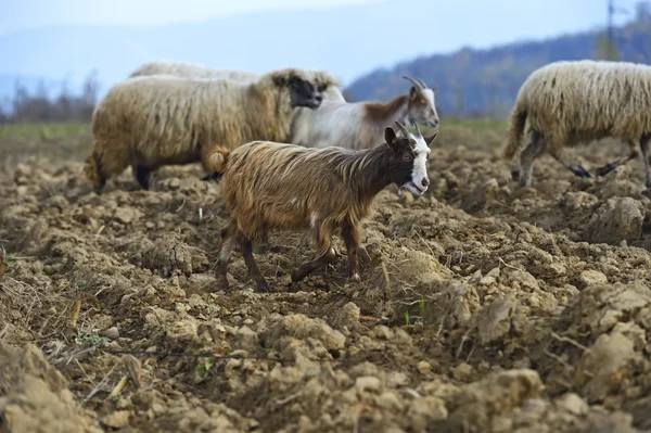 Koyun sürüsü bir dağ mera üzerinde — Stok fotoğraf