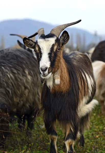 Stádo ovcí na horské pastviny — Stock fotografie