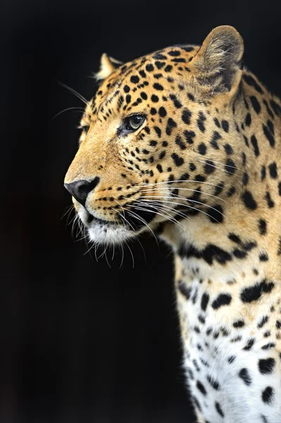 Leopard — Stockfoto