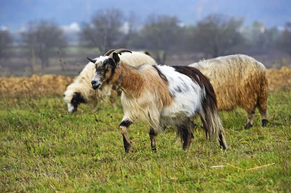 Herd of sheep on a mountain pasture — Stock Photo, Image