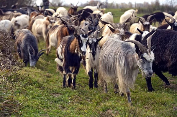 Kudde schapen op een berg grasland — Stockfoto