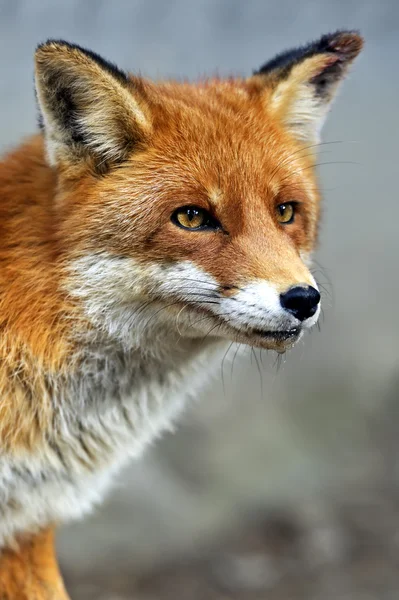 Portret Lis w naturalnym środowisku — Zdjęcie stockowe