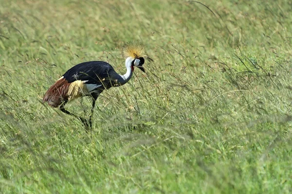 Gru incoronata — Foto Stock