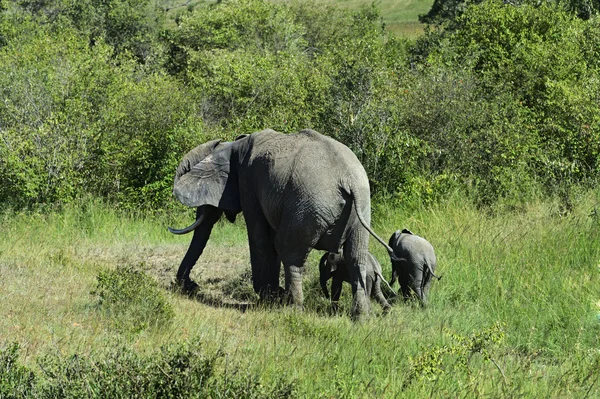 Éléphants d'Afrique — Photo