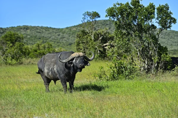 Buffaloes — Stock fotografie