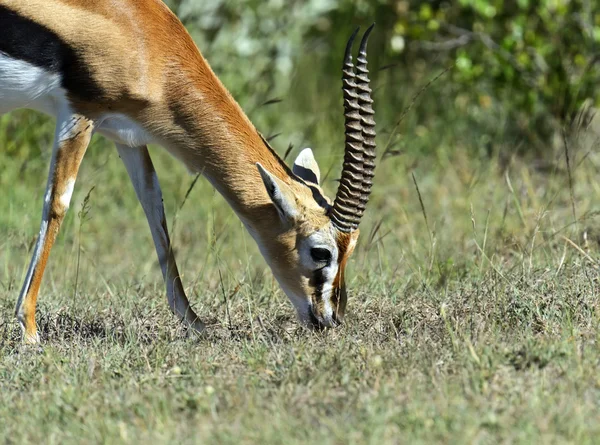 Grant's Gazelle — Stockfoto