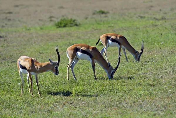 Grants Gazelle — Stockfoto