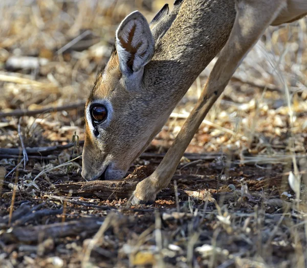 Dik-dik yaban keçisi — Stok fotoğraf