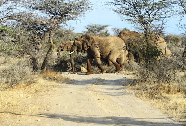 African elephants — Stock Photo, Image